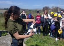 Rilascio di un esemplare<br>di fauna selvatica